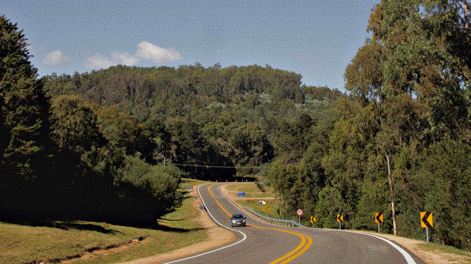 Ruta uruguaya con curvas entre montes de eucaliptus, con un auto a lo lejos